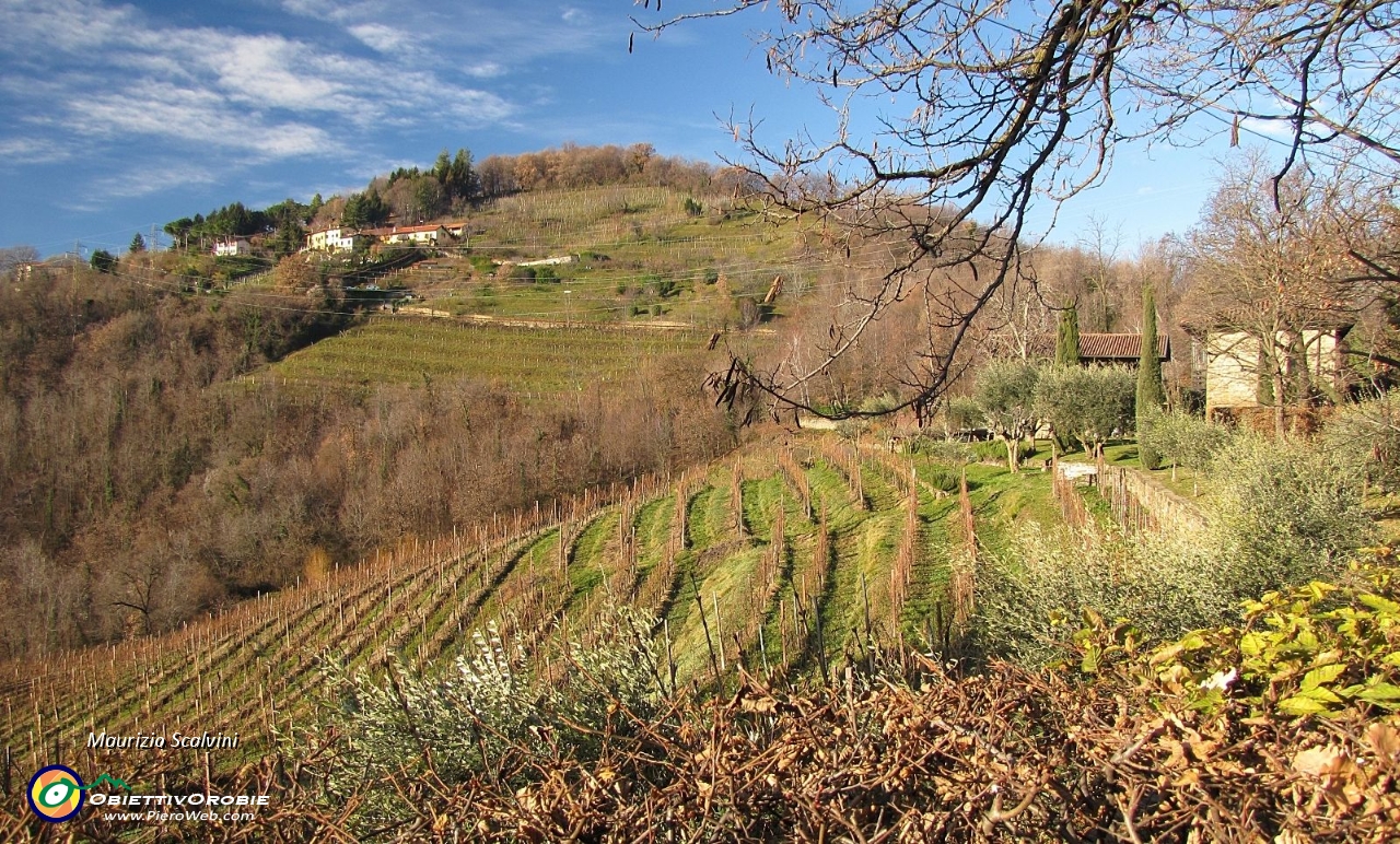 15 I vigneti di Cà Bolis e Cabergnino....JPG